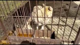 Обитатели удмуртского питомника. Волчица Лиза за обедом