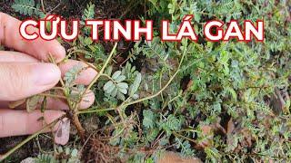 Vị T.huốc  cứu tinh  lá gan của bạn . Không biết thật đáng tiếc. Dược liệu quý Việt Nam.