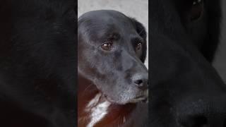 Dogs and Cats Develop Dementia