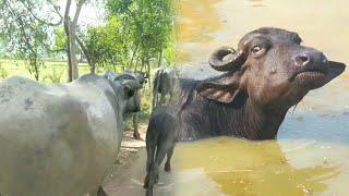 buffalo video | animal video | Village buffalo #baffalo #animals #animals