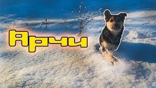 Веселый пес Арчи | Funny video with dog Archie