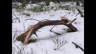 Zrzuty jelenia, piekna para w sniegu od starego byka / Nice pair of old red stag antlers in the snow