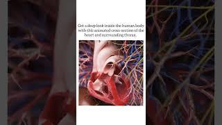 Get a deep look inside human body #aiimsdelhi #aiimshospital #doctor #nursingstudent#shortvideo#2023