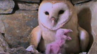 Feeding A Hungry Barn Owl Chick | Five Owl Farm | BBC Earth