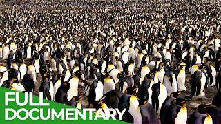 South Georgia - Penguin Paradise of the South Atlantic | Free Documentary Nature