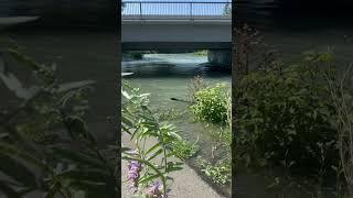 River over #shortvideo #shortyoutube #shorts #short #water #mountains