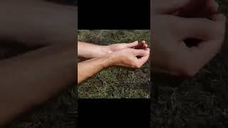 Saving HUNDREDS of Baby Frogs!!