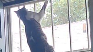 Spider Cat