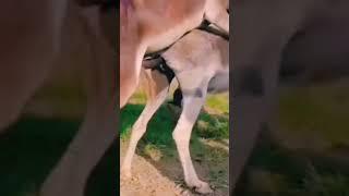 donkey meeting it desert##shortvideo