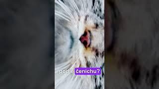 Poznáte šelmu pouze podle čenichu? #hádanka #kočky