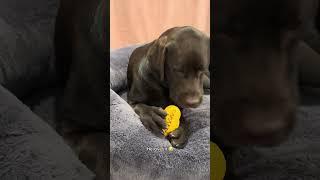 Trying new dental chew toys with my pup! #puppy #labradoretriever #dog #dogbreed #cutedog