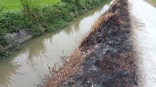 Ternyata sudah di tanami padi