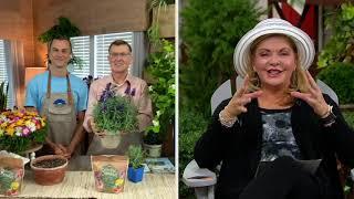 Roberta's 3-Piece Big Time Blue Lavender Live Plants on QVC