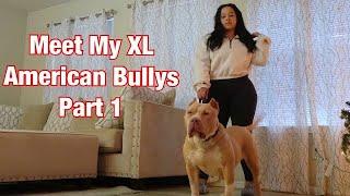 Meet All Of My XL American Bullies Part 1 Ultra Class Family. United Kingdom