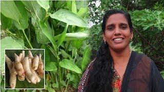 നാടന്‍ കൂവ കൃഷി രീതി | Arrowroot Farming Methods | Kuva Krishi Malayalam Farming Videos