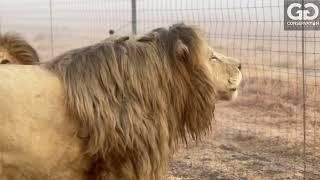 Lion life at the GG lion sanctuary