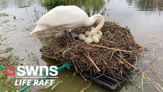 Britain's 'unluckiest swan' hatches after man builds makeshift raft to save eggs | SWNS