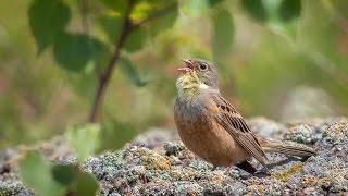 Садовая овсянка/ Ortolan Bunting