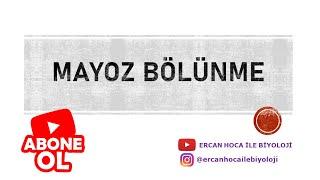 5) MAYOZ BÖLÜNME (Ercan Hoca ile Biyoloji)