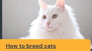 How to breed cats Updated 2021 || How to breed cats at home || How to breed cats in real life