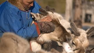 Life of the Vyngayakha forest-tundra