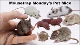 Meet Mousetrap Monday's Pet Mice & Rats.