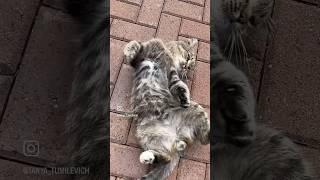 ДЫШИ СЕРДЦЕМ, как Барсик! #catlover #барсик #леснойкот #cute