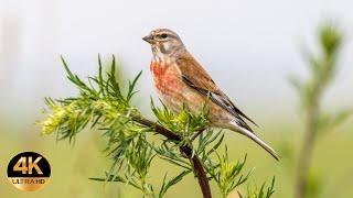 Linnet (Linaria cannabina). Singing birds 4K Ultra HD.