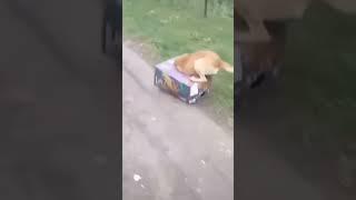 Dog powered box - #funny #videos #memes #webms #shorts