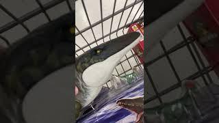 NEW JURASSIC WORLD REBIRTH FIGURES OUT NOW!!!