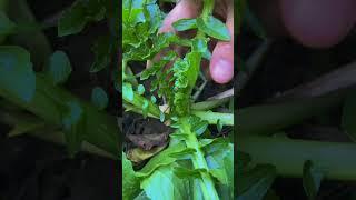 Topping the radish makes the radish grow bigger #farming