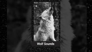 Wolf Sounds ( howling sound ) ️
