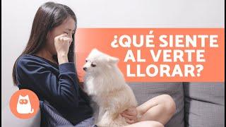 ¿Qué SIENTE mi PERRO cuando me ve LLORAR?  | ¿Los PERROS EMPATIZAN con las PERSONAS?