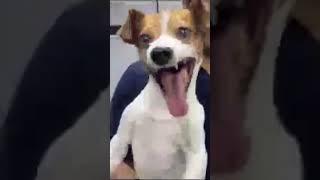 cachorro doidão