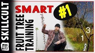 Smart Fruit Tree Training #1: One Year Whips or Maidens, Disbudding and Notching