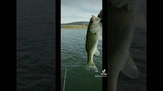 Castaic Fishing! Such an adventure! 