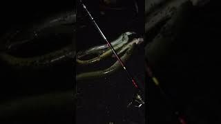 Mancing Ikan Sidat/Julit Malam hari | Hasil Memuaskan | #shorts @jungwischannel