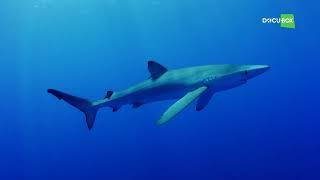 Почему Голубые акулы (Blue shark) — Prionace glauca считаются самыми «океаническими акулами» ?