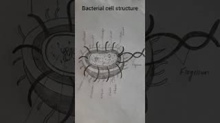 Bacteria Diagram # shorts