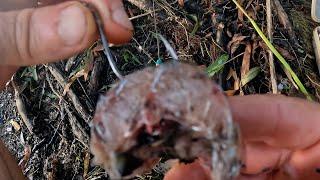 Ancient Monster @ This Spot | Mississippi River | Catfish Fishing
