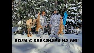 Охота капканами на лис. Испытание капкана Тайга-3 М