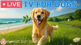 24 Hours of Dog TVRelaxing Music for Dogs with Separation Anxiety🩷Calming Sleep Music for Dogs