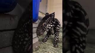 Baby Tapirs are Amazing