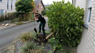 In One Day I Managed to NOT ONLY Trim Two HEDGES But Also Remove Two TREES