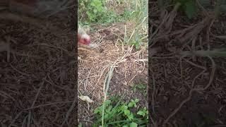 Red onions harvesting in bobojong,okt17 #farming #agriculture  #satisfying