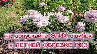ОБРЕЗКА РОЗ ПОСЛЕ ПЕРВОГО ЦВЕТЕНИЯ.
