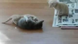 Kitten Surprise!! ( how to break up a cat fight ) The Original  //