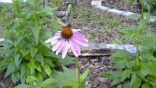 Echinacea Purple Coneflower from seed to seedling to plant to flowers to transplant.