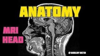 BRAIN ANATOMY (MRI)