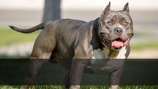  Badass Dog Names   TOP 10 Badass Dog Name Ideas For Male And Female!